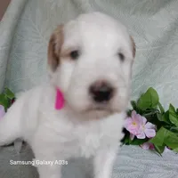 Freckes, a female Goldendoodle for sale in Williston, FL – Photo 1 of 2