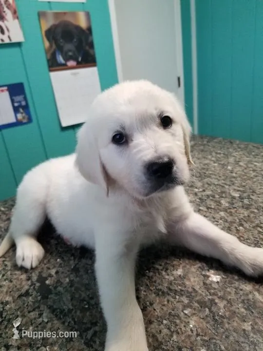 Bradley – Golden Retriever puppy for sale in Williston, FL