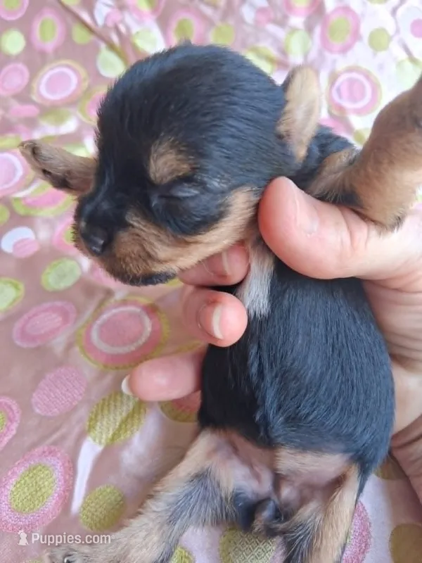 Ellie – Yorkshire Terrier puppy for sale in Williston, FL