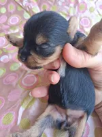 Mollie, a female Yorkshire Terrier for sale in Williston, FL – 1 of 5