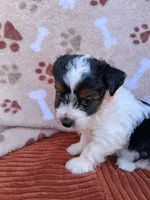 Ziggy, a male Yorkshire Terrier for sale in Williston, FL – 2 of 9