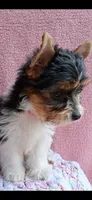 Stella, a female Yorkshire Terrier for sale in Williston, FL – 2 of 7