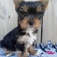 Zander, a male Yorkshire Terrier for sale in Williston, FL – 3 of 5