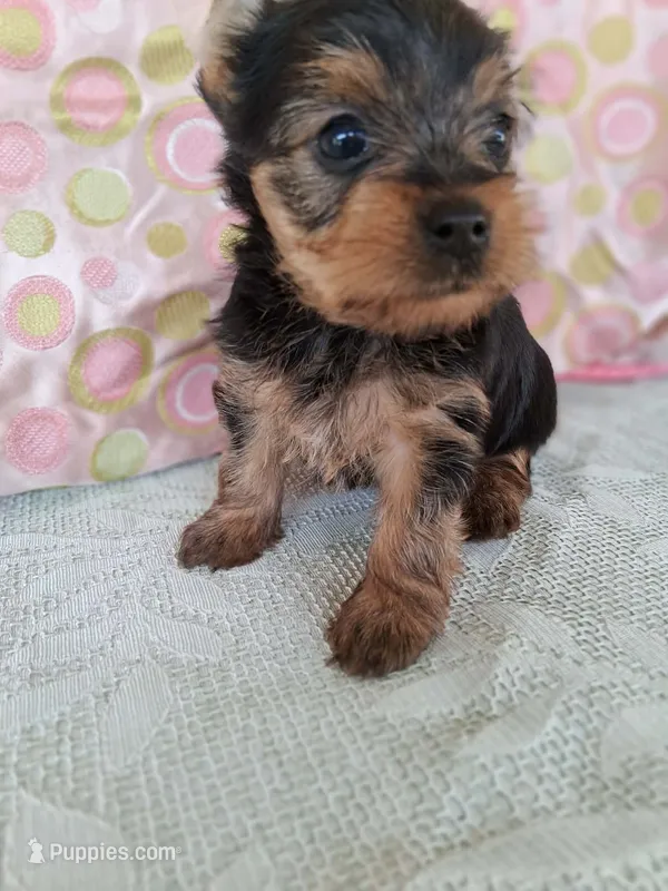 Olivia – Yorkshire Terrier puppy for sale in Williston, FL