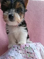 Stella, a female Yorkshire Terrier for sale in Williston, FL – 1 of 7