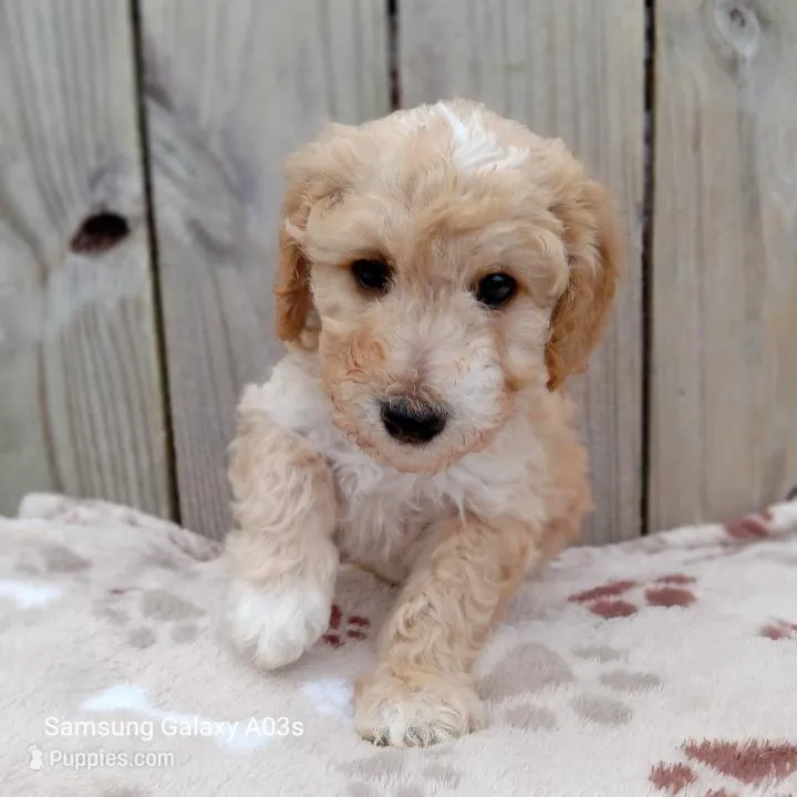 Noodle – Goldendoodle puppy for sale in Williston, FL