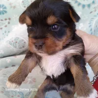 Winston, a male Yorkshire Terrier for sale in Williston, FL – Photo 1 of 2