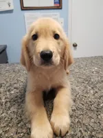 Winston, a male Golden Retriever for sale in Williston, FL – 2 of 4