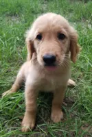 Alice, a female Golden Retriever for sale in Williston, FL – 1 of 1