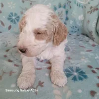 Spot, a male Goldendoodle for sale in Williston, FL – Photo 1 of 2