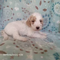 Spot, a male Goldendoodle for sale in Williston, FL – Photo 2 of 2