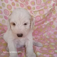Penny, a female Goldendoodle for sale in Williston, FL – Photo 2 of 2