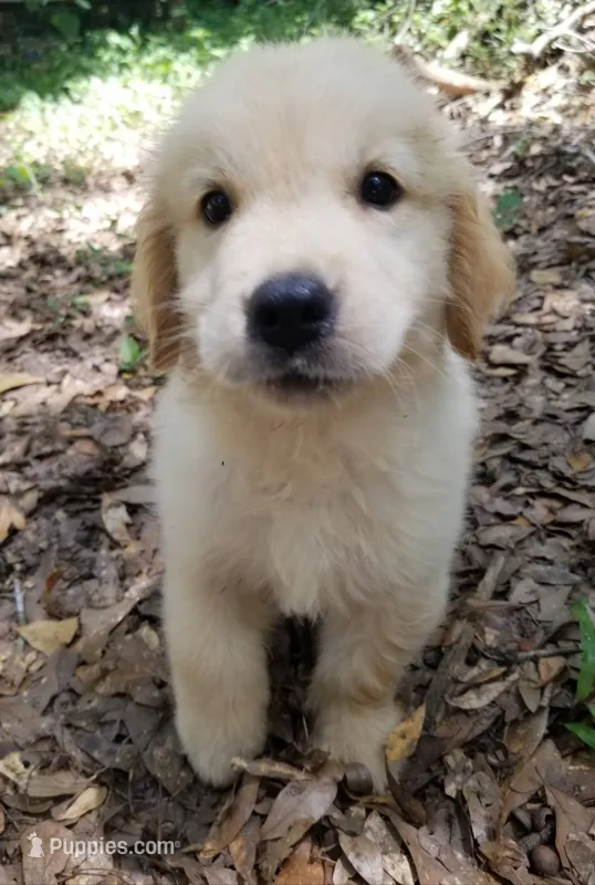 Oliver – Golden Retriever puppy for sale in Williston, FL