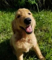 Alice, a female Golden Retriever for sale in Williston, FL – 2 of 2