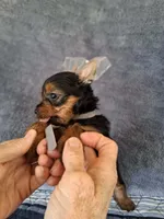 Oliver, a male Yorkshire Terrier for sale in Williston, FL – 2 of 8