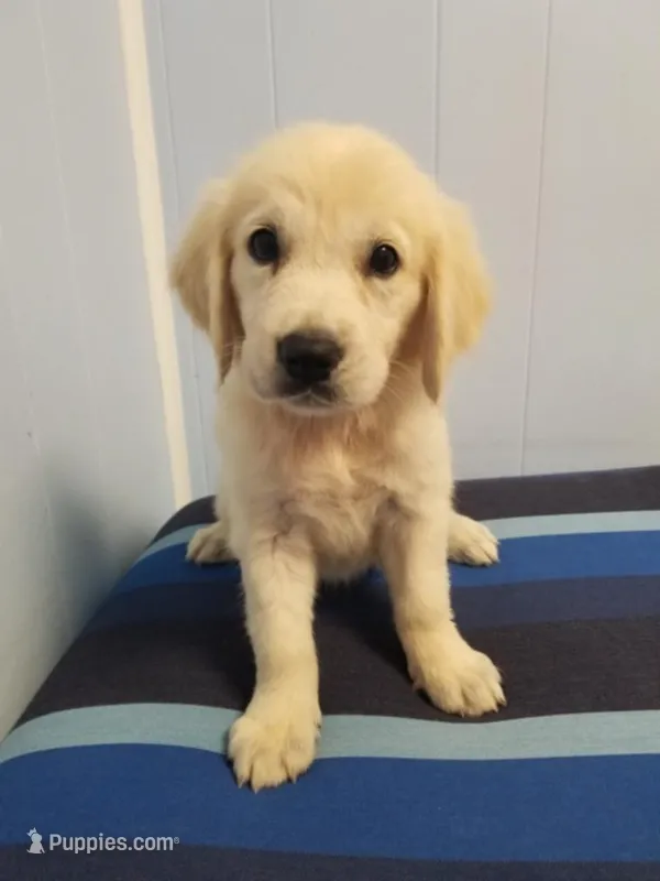 Maggie – English Cream Golden Retriever puppy for sale in Williston, FL
