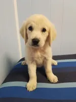Maggie, a female English Cream Golden Retriever for sale in Williston, FL – 1 of 1