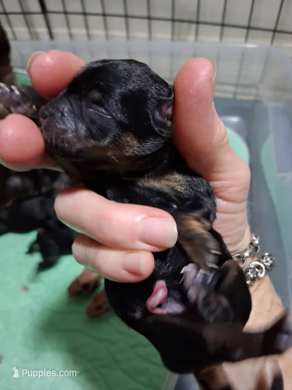 Zander – Yorkshire Terrier puppy for sale in Williston, FL