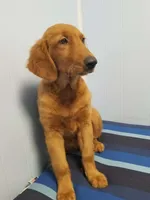 Lizzie, a female Golden Retriever for sale in Williston, FL – 3 of 5
