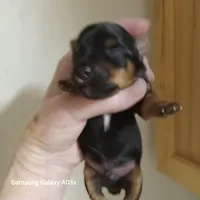 Brayden, a male Yorkshire Terrier for sale in Williston, FL – Photo 2 of 4