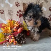 Brayden, a male Yorkshire Terrier for sale in Williston, FL – Photo 3 of 4