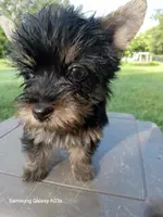 Brayden, a male Yorkshire Terrier for sale in Williston, FL – Photo 4 of 4