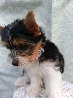 Stella, a female Yorkshire Terrier for sale in Williston, FL – 4 of 7