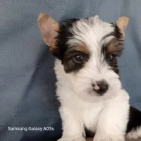 Ziggy, a male Yorkshire Terrier for sale in Williston, FL – Photo 2 of 2