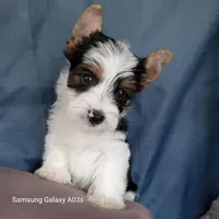 Ziggy, a male Yorkshire Terrier for sale in Williston, FL – Photo 1 of 2