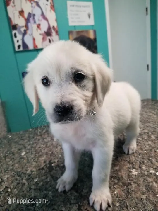 Alice – Golden Retriever puppy for sale in Williston, FL