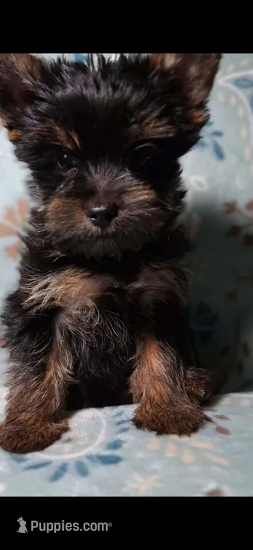 Mindy – Yorkshire Terrier puppy for sale in Williston, FL
