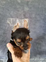 Oliver, a male Yorkshire Terrier for sale in Williston, FL – 3 of 8