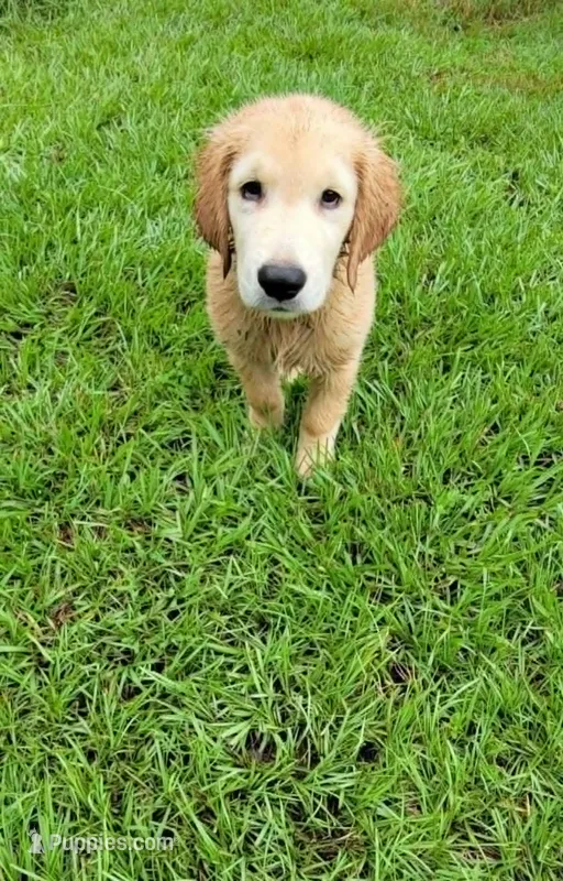 Buster – Golden Retriever puppy for sale in Williston, FL