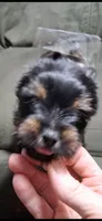Mindy, a female Yorkshire Terrier for sale in Williston, FL – 3 of 7