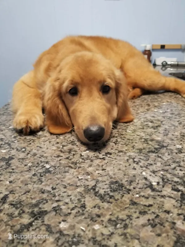 Alice – Golden Retriever puppy for sale in Williston, FL