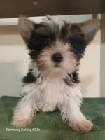 Maxx, a male Yorkshire Terrier for sale in Williston, FL – 5 of 6