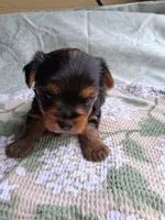 Ellie, a female Yorkshire Terrier for sale in Williston, FL – Photo 2 of 4