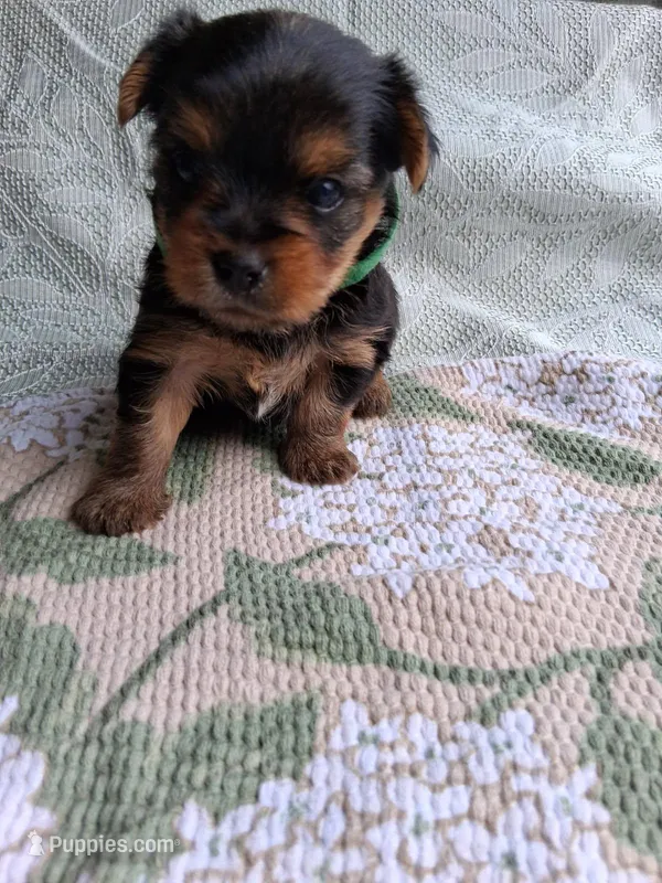 Ellie – Yorkshire Terrier puppy for sale in Williston, FL