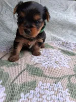 Ellie, a female Yorkshire Terrier for sale in Williston, FL – Photo 1 of 4