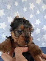 Bandit, a male Yorkshire Terrier for sale in Williston, FL – 3 of 8
