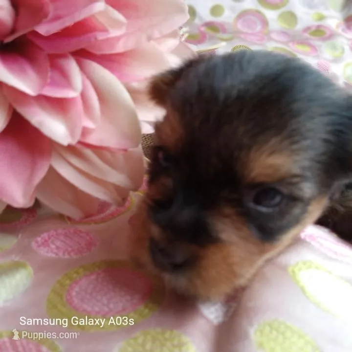 Emily – Yorkshire Terrier puppy for sale in Williston, FL