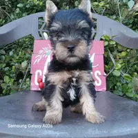 Lucy, a female Yorkshire Terrier for sale in Williston, FL – Photo 3 of 4