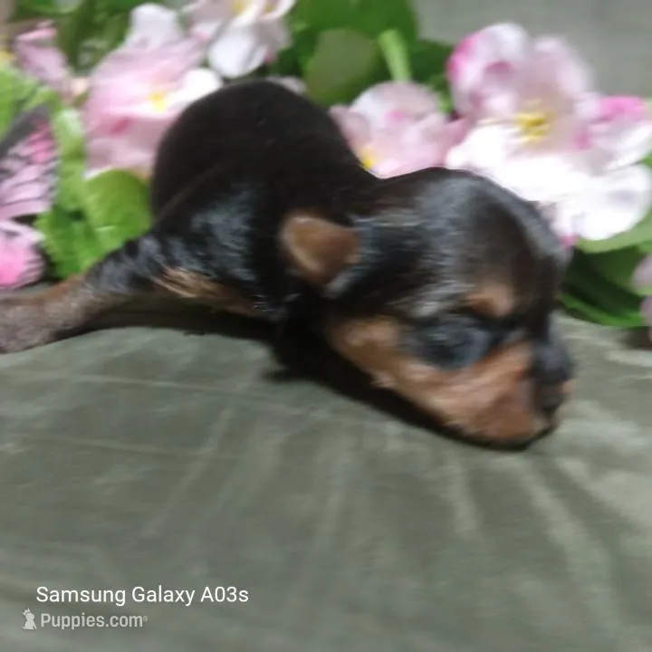 Emily – Yorkshire Terrier puppy for sale in Williston, FL