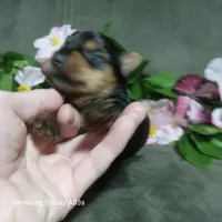 Emily, a female Yorkshire Terrier for sale in Williston, FL – Photo 2 of 5