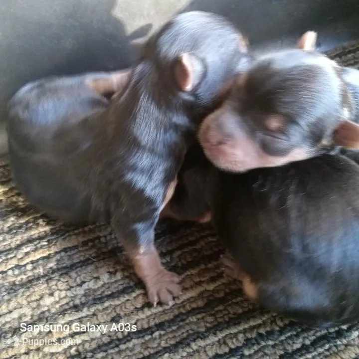 Lucy – Yorkshire Terrier puppy for sale in Williston, FL