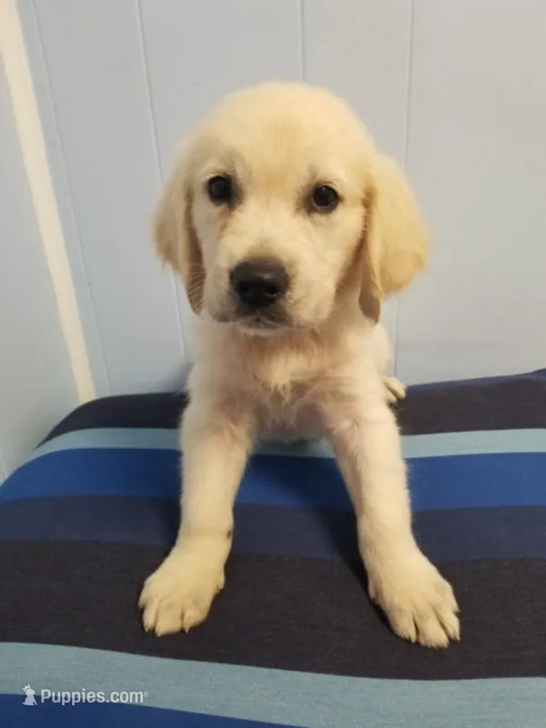 Alexx – English Cream Golden Retriever puppy for sale in Williston, FL