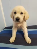 Alexx, a male English Cream Golden Retriever for sale in Williston, FL – 1 of 1