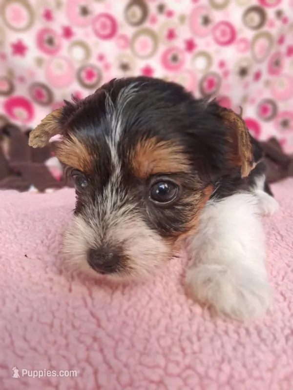Stella – Yorkshire Terrier puppy for sale in Williston, FL