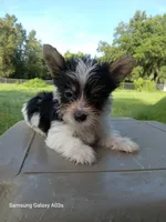Maxx, a male Yorkshire Terrier for sale in Williston, FL – 4 of 6