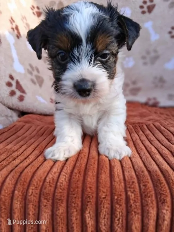 Ziggy – Yorkshire Terrier puppy for sale in Williston, FL